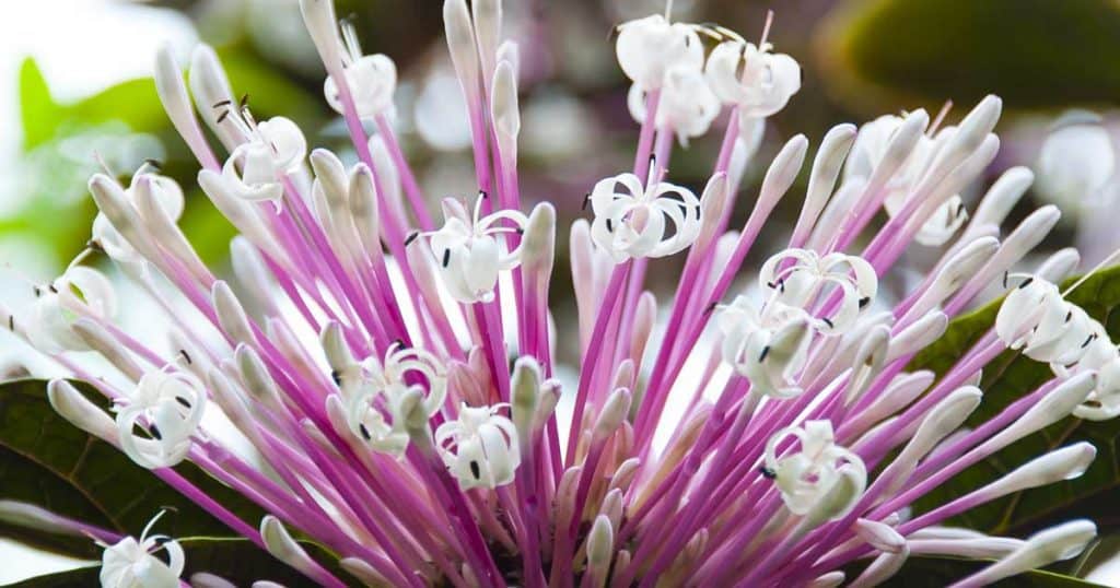 Clerodendrum longisepalum